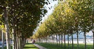 Профессиональная посадка деревьев и кустарников в Городце в октябре
